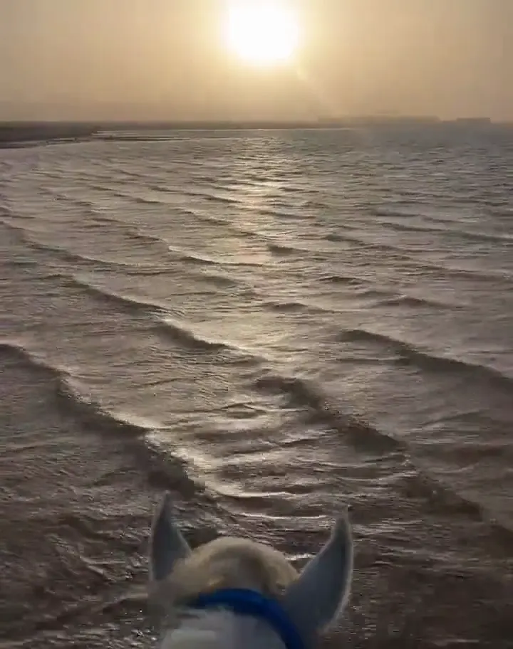 Balade à cheval au bord de la mer Rouge, face au soleil couchant