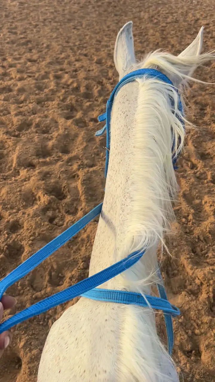 Chevaux dans les dunes du désert près de Hurghada