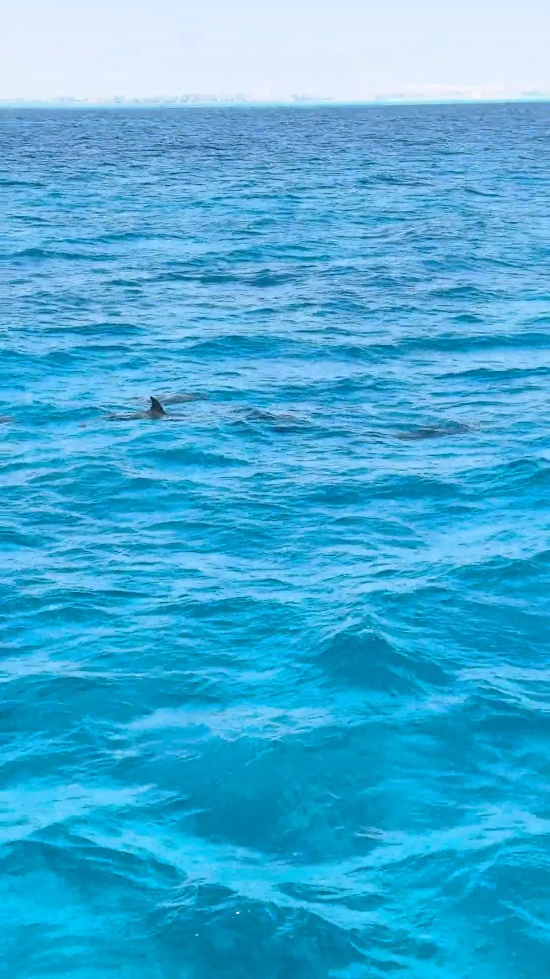 Dauphin sauvage à la surface de la mer Rouge, au large de Hurghada