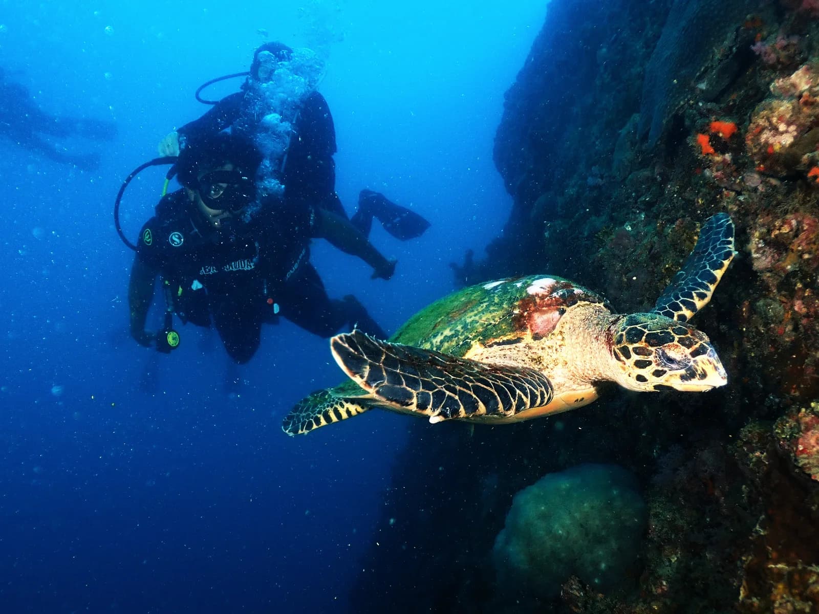 Tortue marine nageant le long d'un récif en mer Rouge, un plongeur en arrière-plan