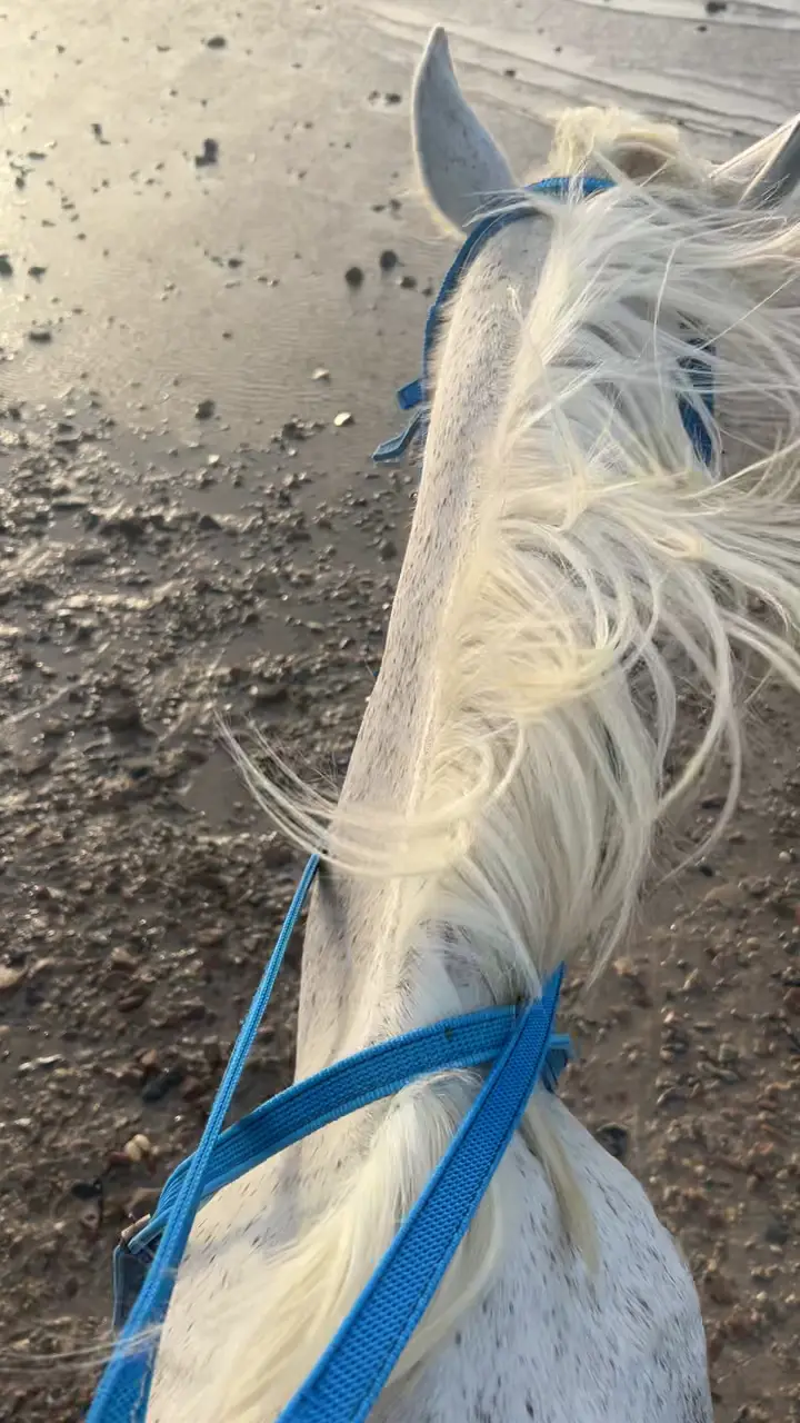 Crinière d'un cheval en gros plan sur la plage
