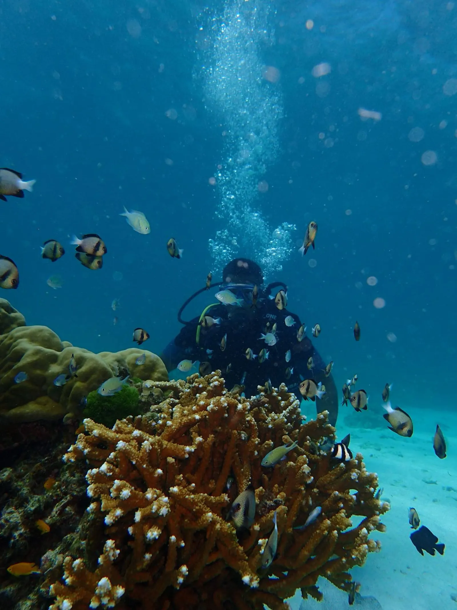 Plongeur sous l'eau derrière un corail orange entouré de poissons demoiselles, près de Hurghada